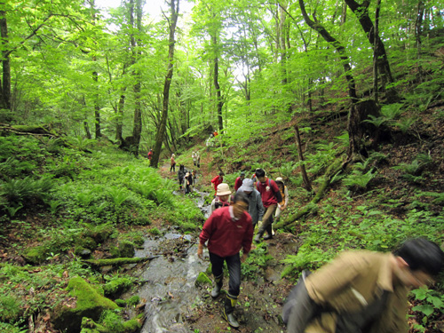 ジオ塾_金山_沢登り.jpg