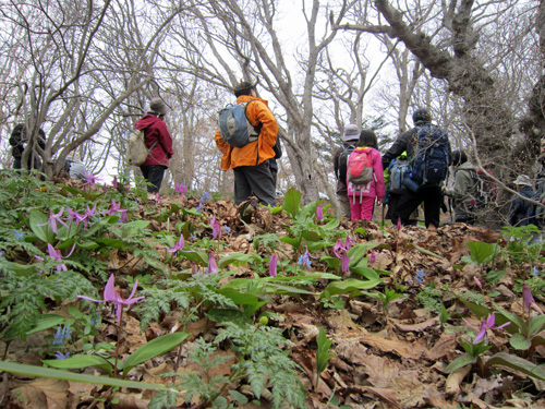 八景フット_観音山カタクリ.jpg