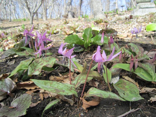 観音山_カタクリ.jpg
