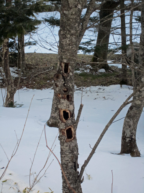 冬登山_クマゲラ穴.jpg
