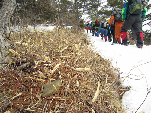 冬登山_シカ食痕ササ.jpg