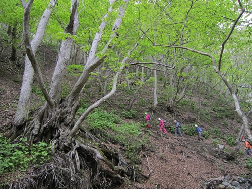 http://www.apoi-geopark.jp/blog/img/2015/%E5%B1%B1%E9%81%93_%E3%82%AB%E3%83%84%E3%83%A9.jpg