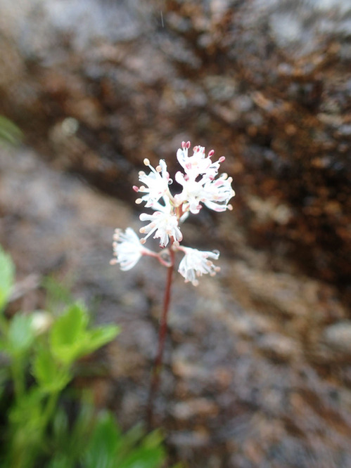 P6092467.JPGのサムネール画像