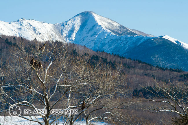 様似川のオオワシとアポイ岳w.jpg