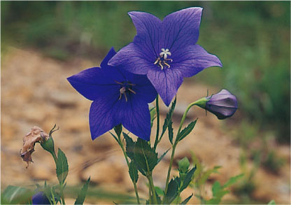 アポイ岳の花図鑑 キキョウ アポイ岳の花図鑑