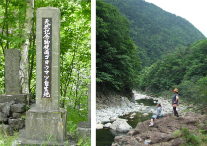 ゴヨウマツ記念碑