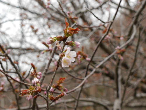 様似ダムの桜_0430