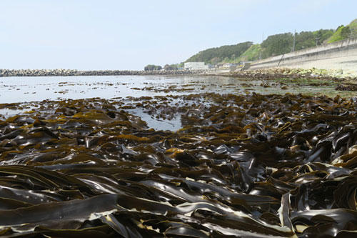 https://www.apoi-geopark.jp/blog/Photo-2-Hidaka-Kelp.jpg