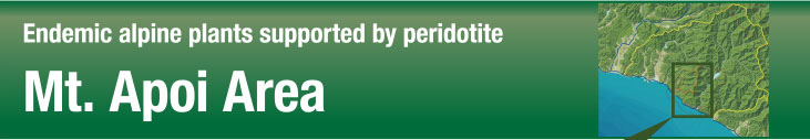 Endemic alpine plants supported by peridotite: Mt. Apoi Area