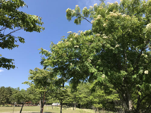 立夏のアポイ山麓公園 02.jpg